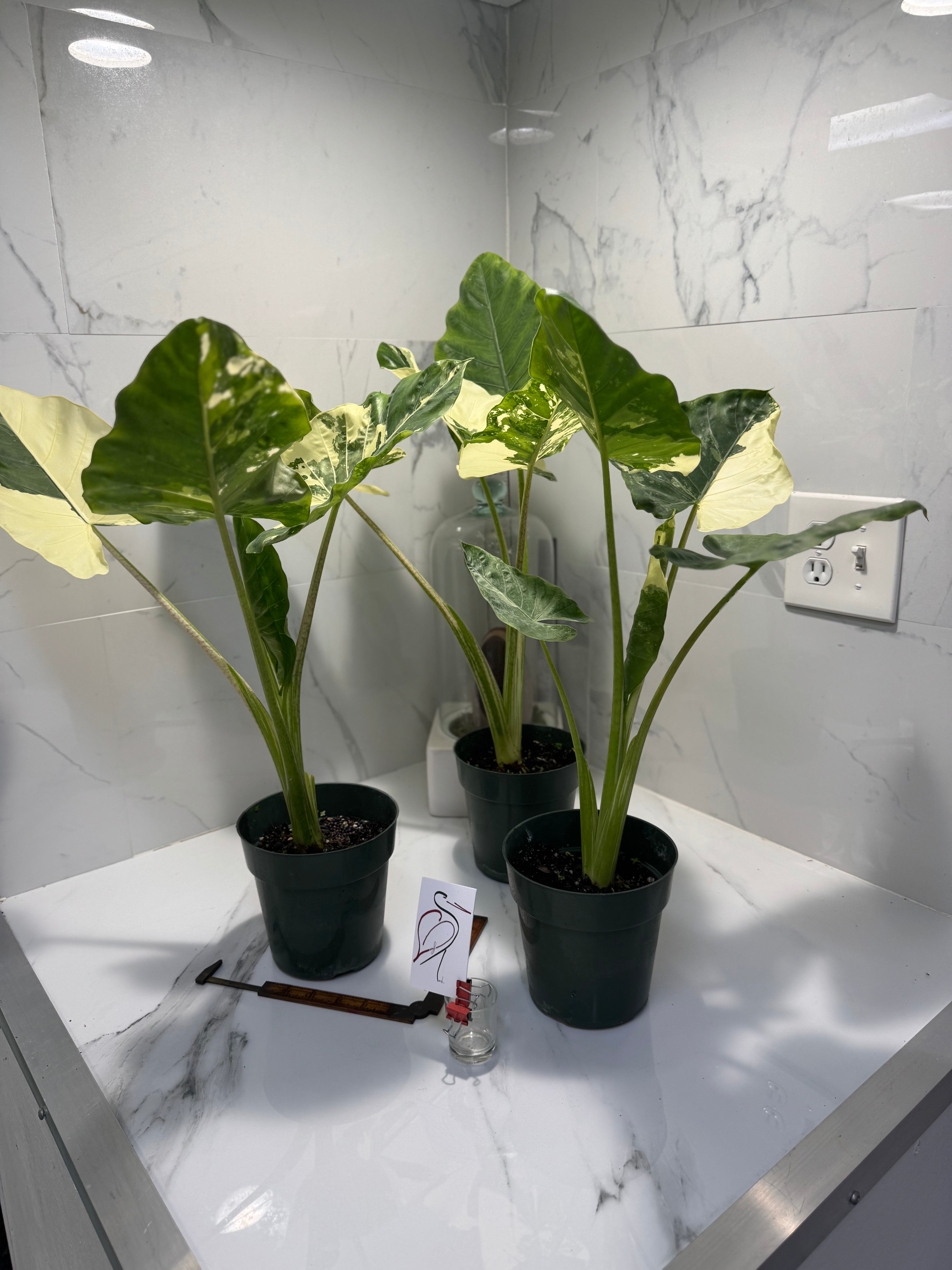 green and white elephant ear plant Alocasia macrorrhiza Variegated — Rare Variegated Elephant Ear