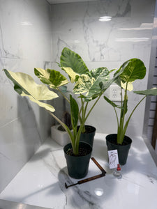 elephant ear plant price philippines Alocasia macrorrhiza Variegated — Rare Variegated Elephant Ear