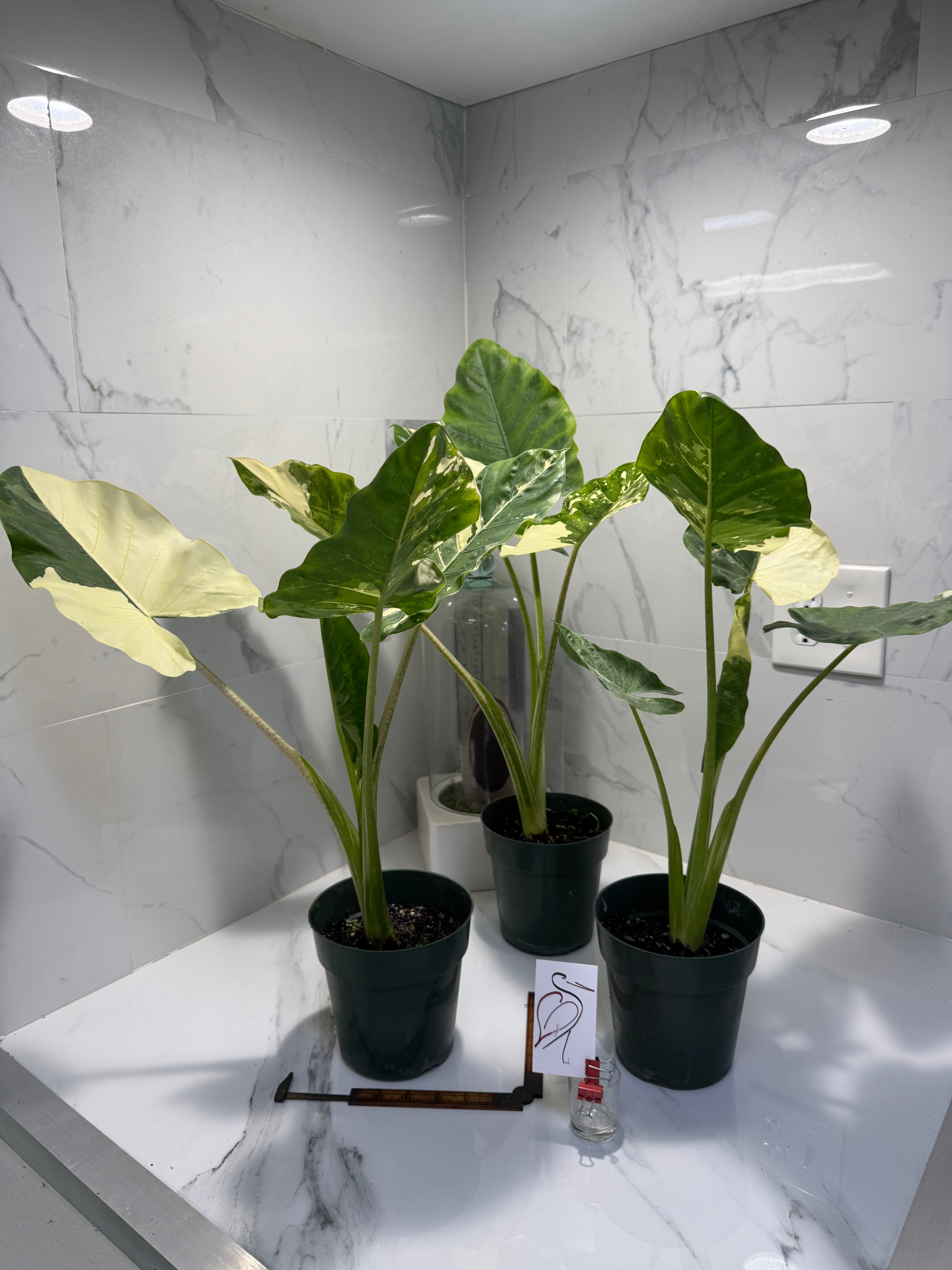 elephant indoor plant Alocasia macrorrhiza Variegated — Rare Variegated Elephant Ear