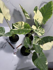 alocasia elephant ear plant price Alocasia macrorrhiza Variegated — Rare Variegated Elephant Ear