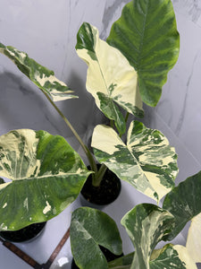 variegated miniature elephant ear plant Alocasia macrorrhiza Variegated — Rare Variegated Elephant Ear
