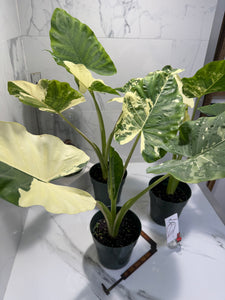 philodendron elephant ear variegated Alocasia macrorrhiza Variegated — Rare Variegated Elephant Ear