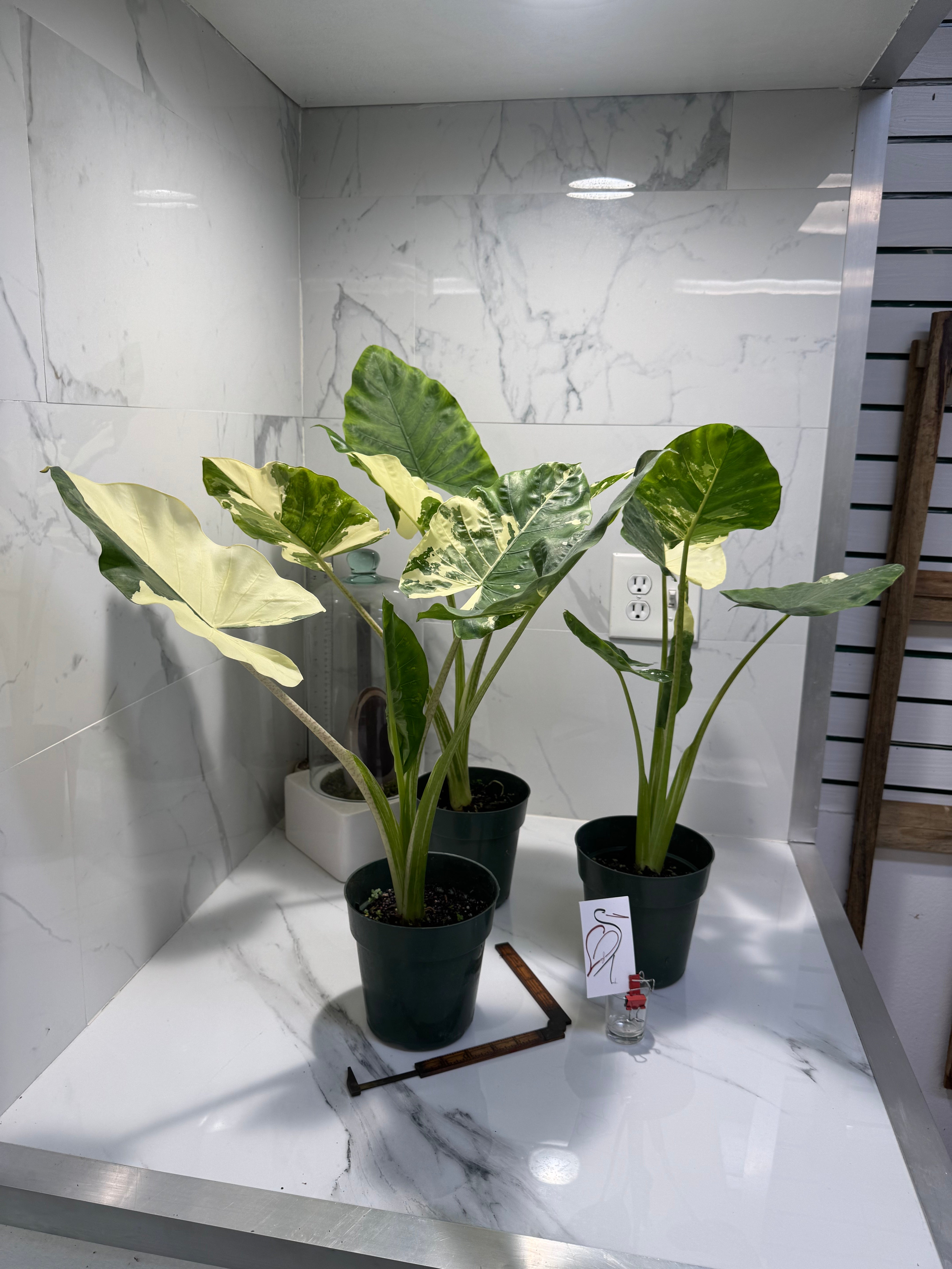 alocasia plant elephant ear Alocasia macrorrhiza Variegated — Rare Variegated Elephant Ear