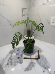Monstera Adansonii Fairchild Double Windows #10