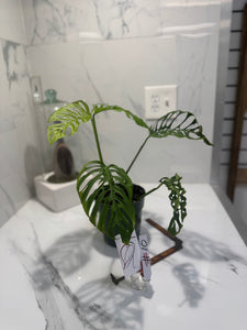 Monstera Adansonii Fairchild Double Windows #10