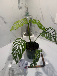 Monstera Adansonii Fairchild Double Windows #10