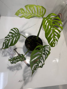 Monstera Adansonii Fairchild Double Windows #10