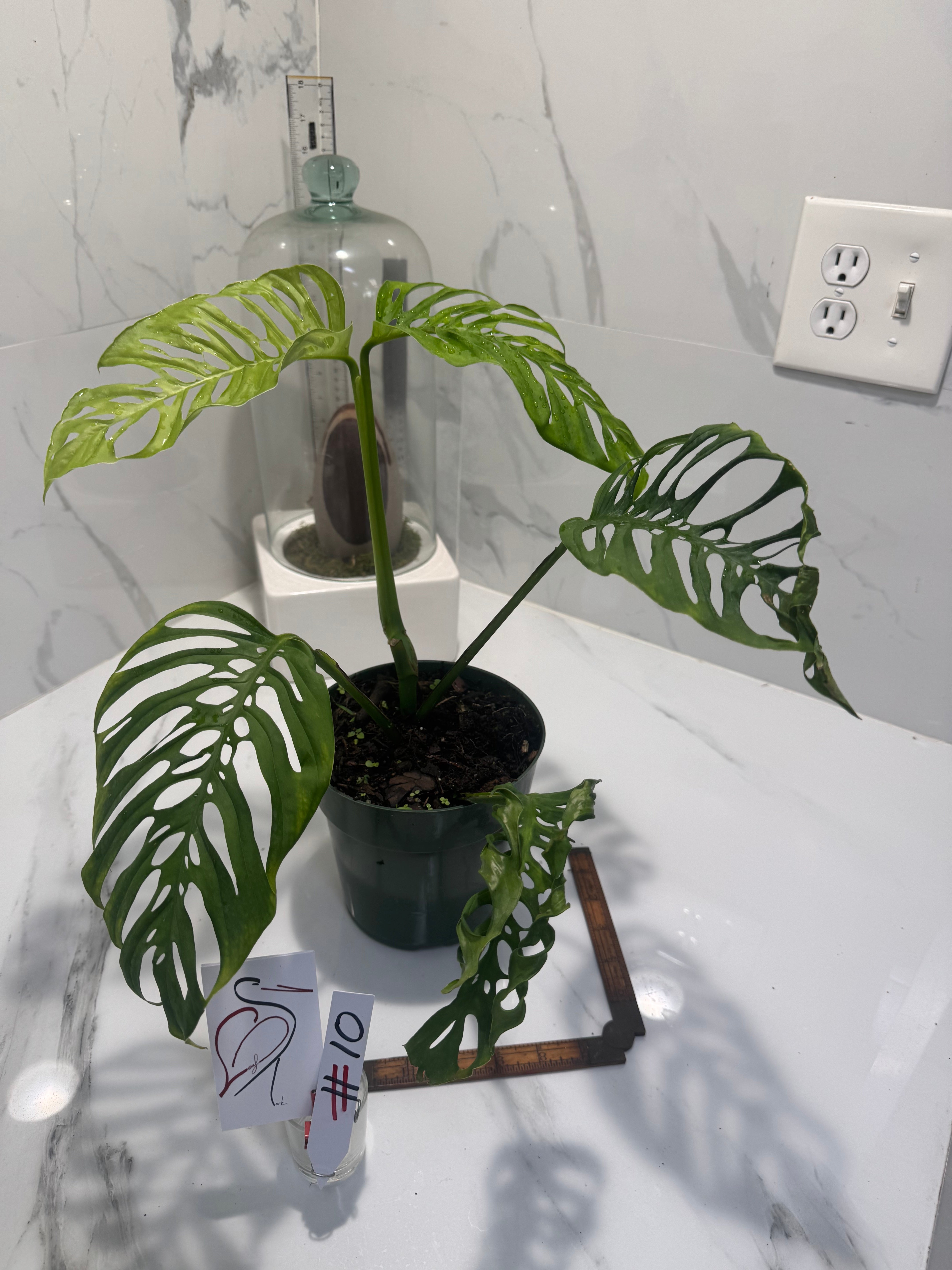 Monstera Adansonii Fairchild Double Windows #10
