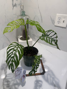 Monstera Adansonii Fairchild Double Windows #10