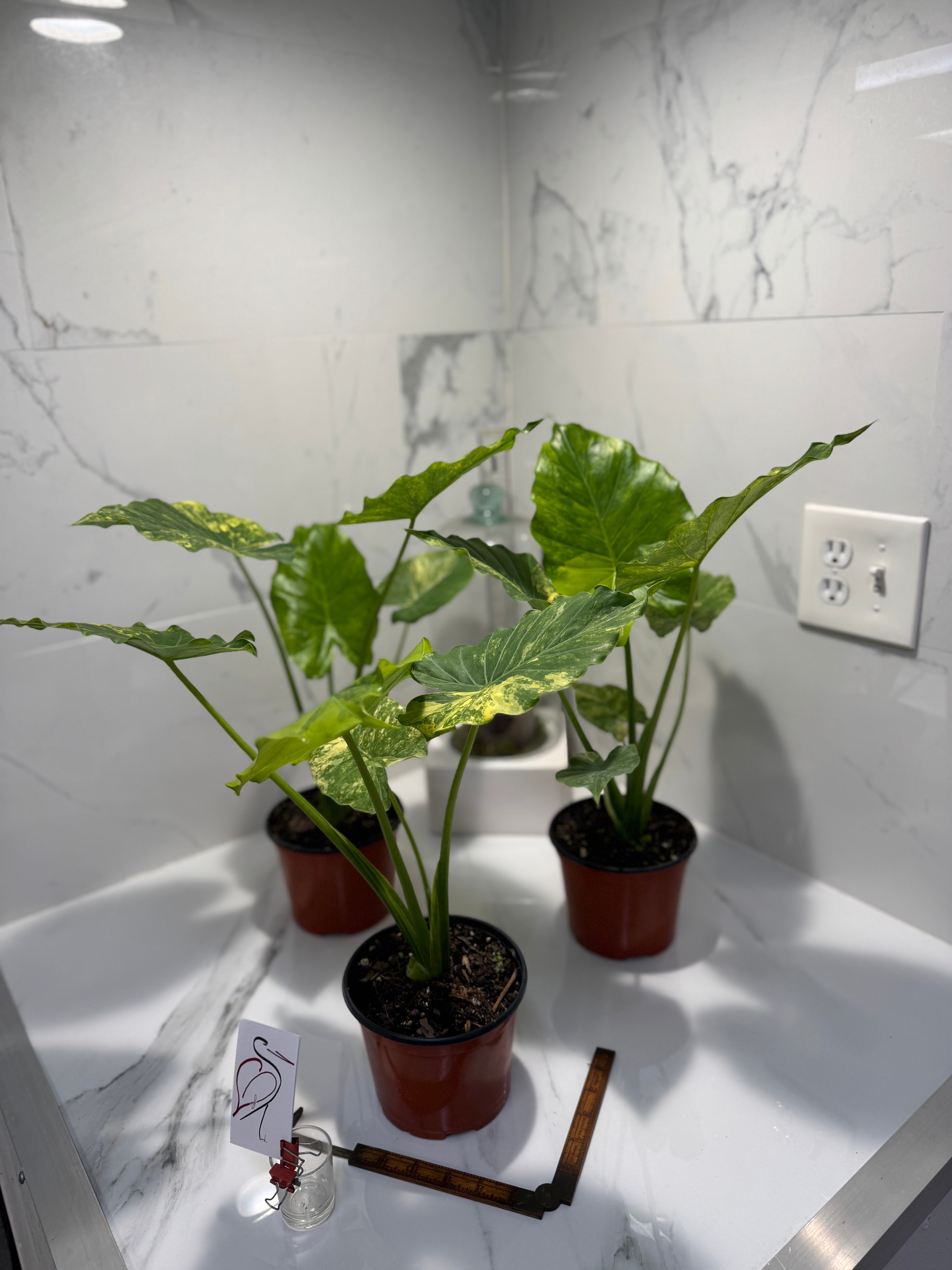 Alocasia Odora Aurea Variegated