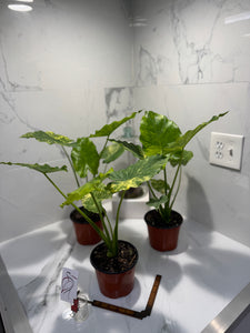 Alocasia Odora Aurea Variegated