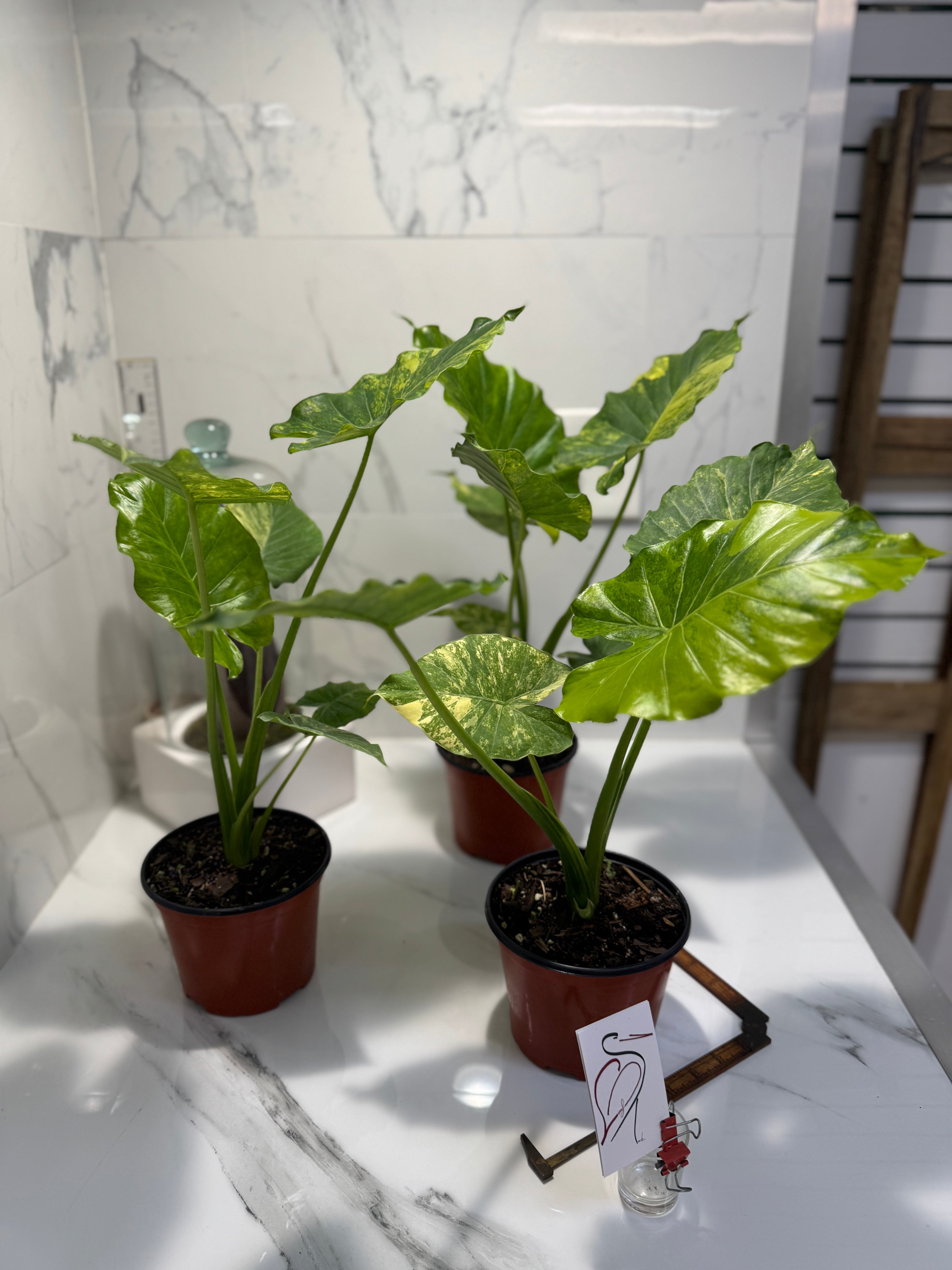 Alocasia Odora Aurea Variegated