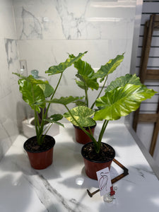 Alocasia Odora Aurea Variegated