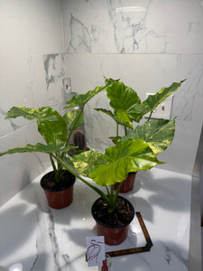 Alocasia Odora Aurea Variegated