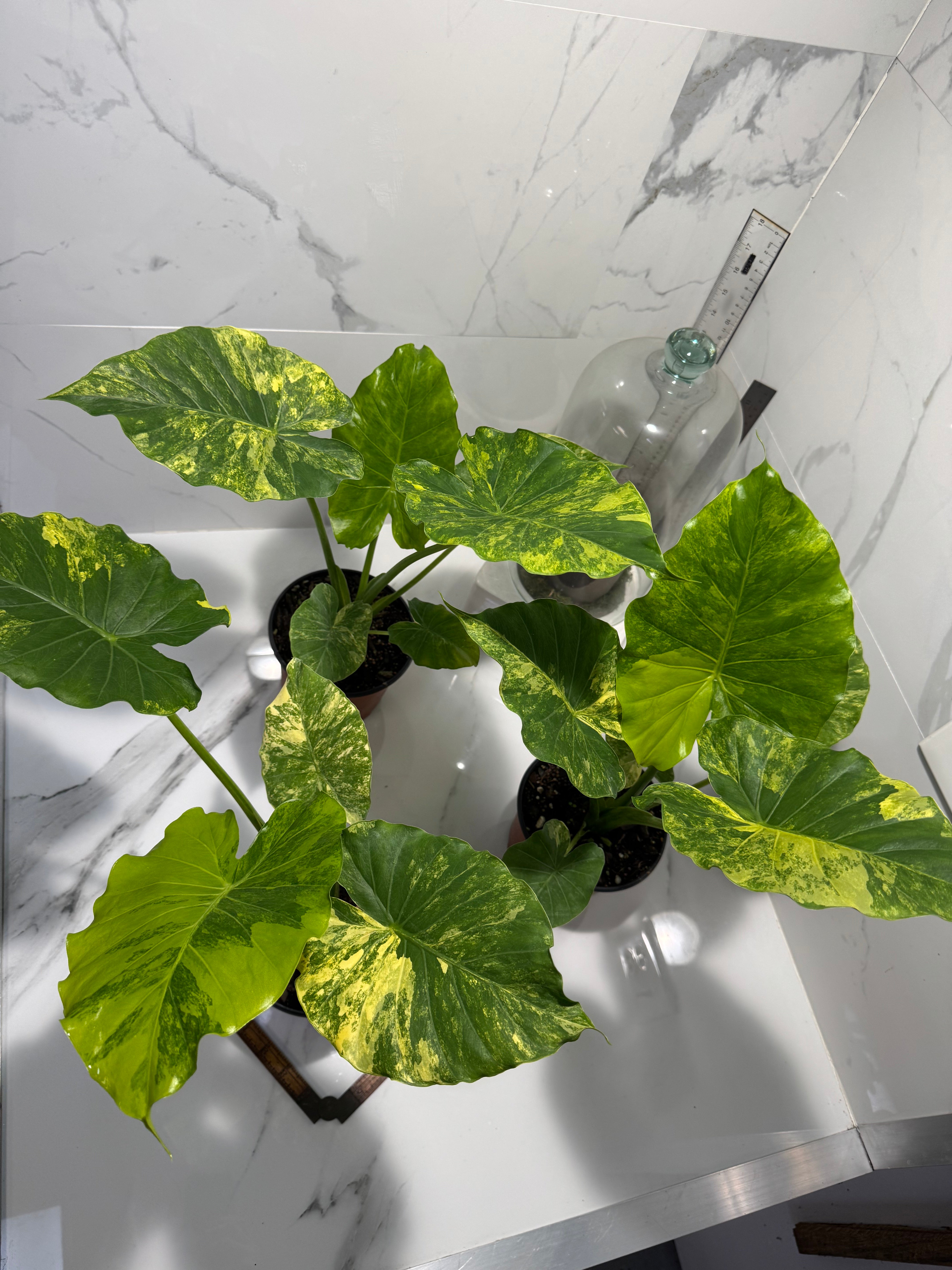 Alocasia Odora Aurea Variegated