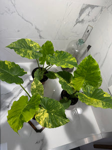 Alocasia Odora Aurea Variegated