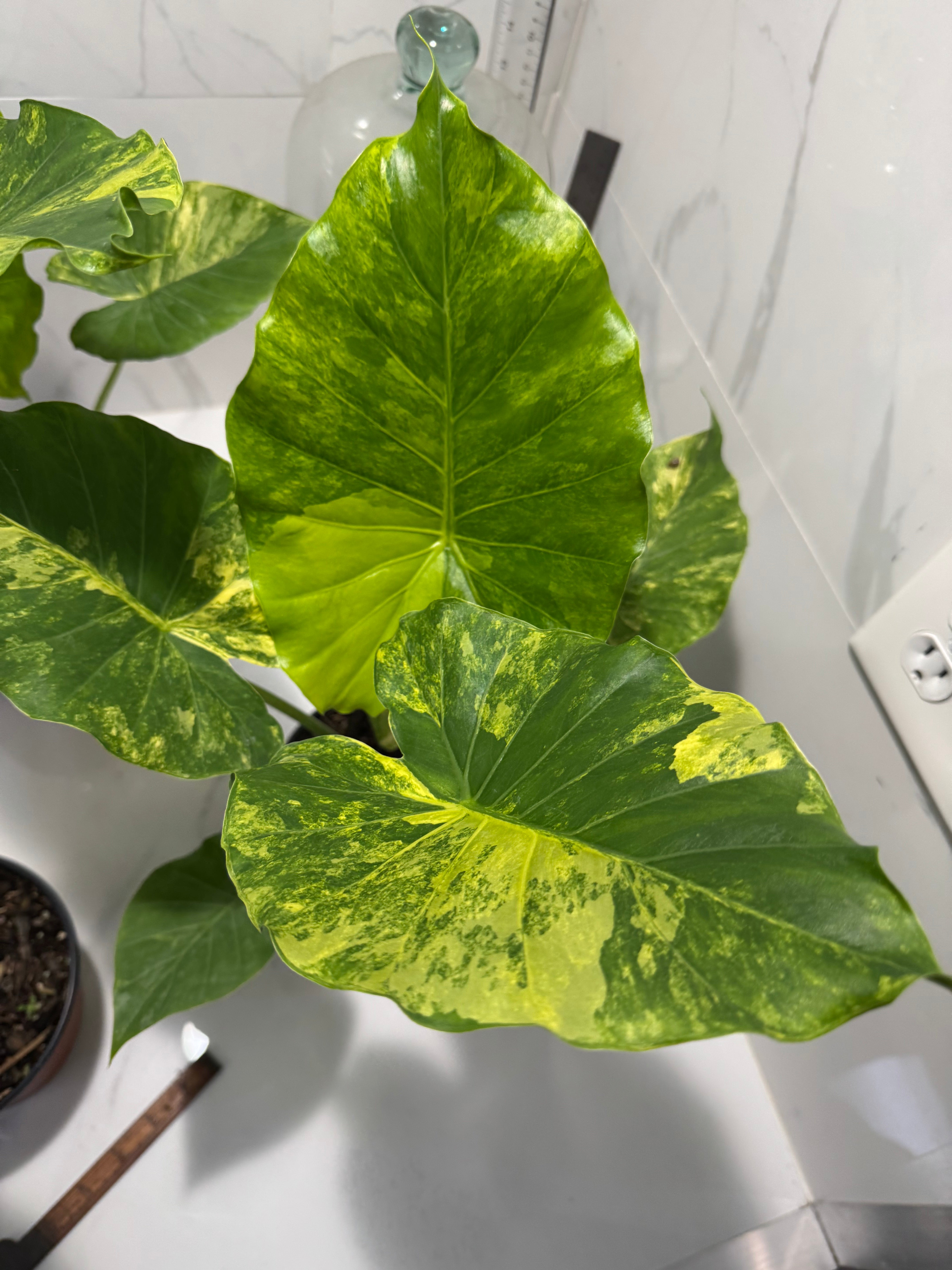 Alocasia Odora Aurea Variegated