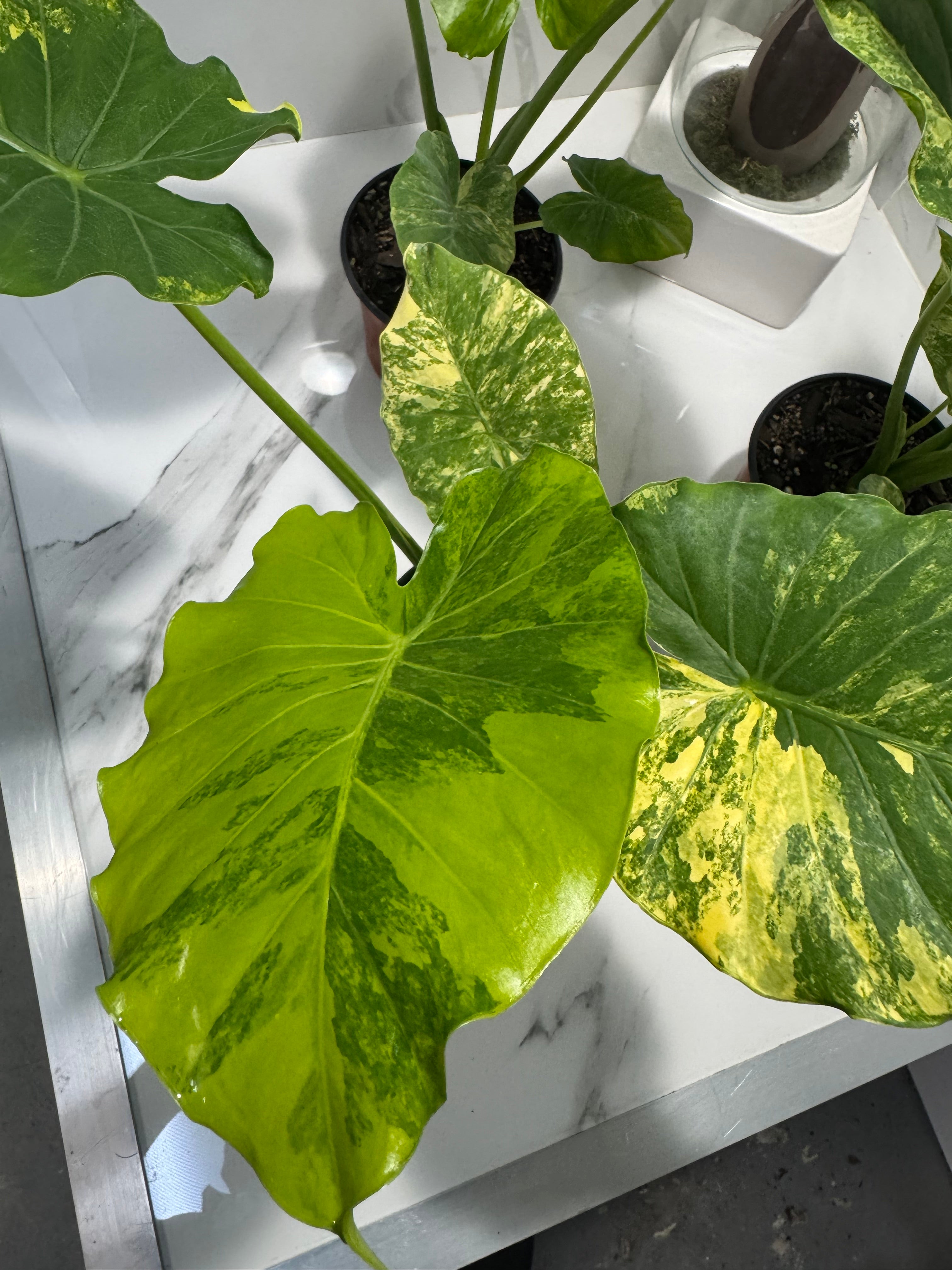 Alocasia Odora Aurea Variegated