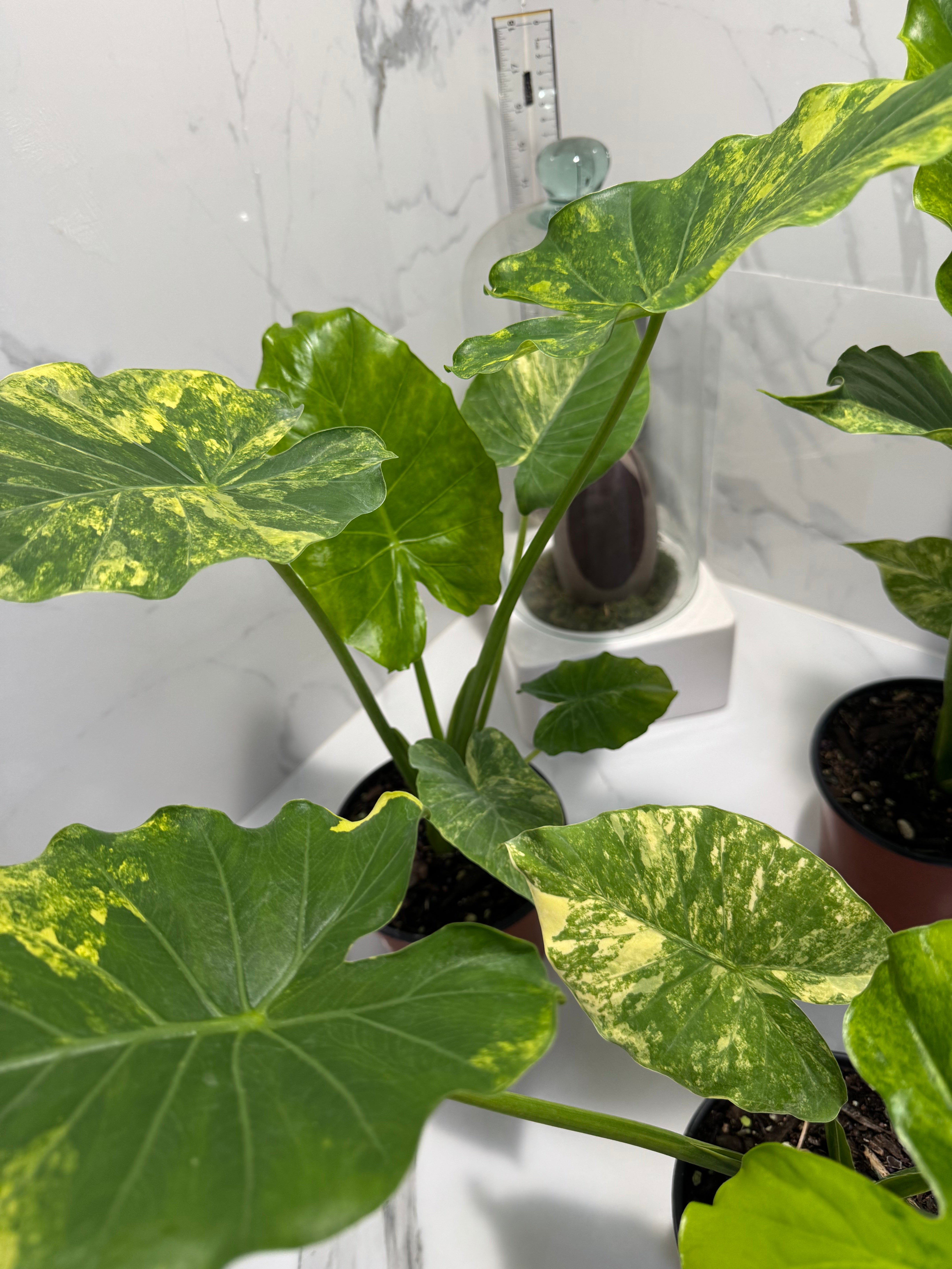 Alocasia Odora Aurea Variegated