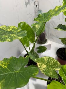 Alocasia Odora Aurea Variegated