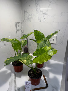 Alocasia Odora Aurea Variegated