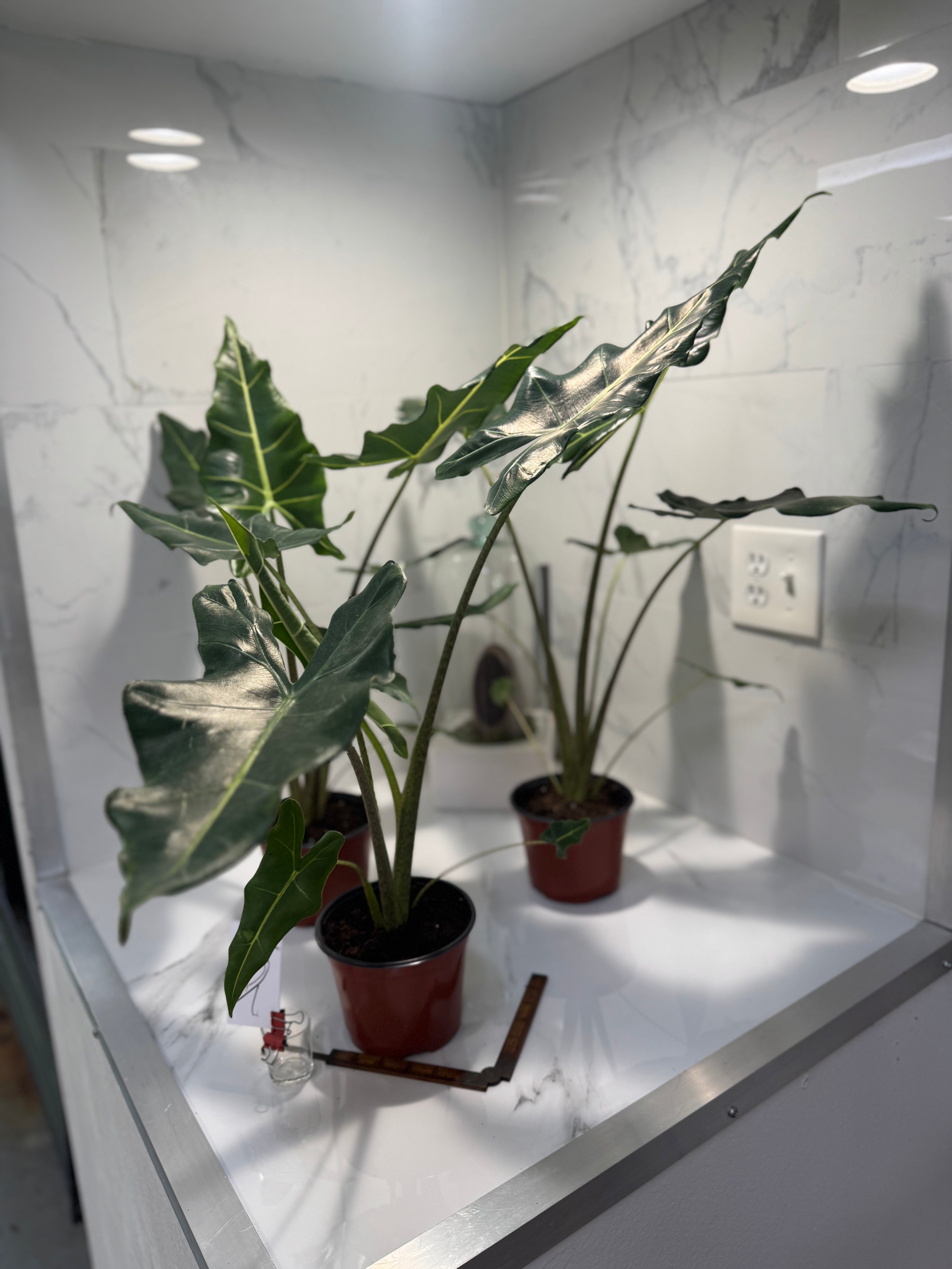Alocasia Sarian