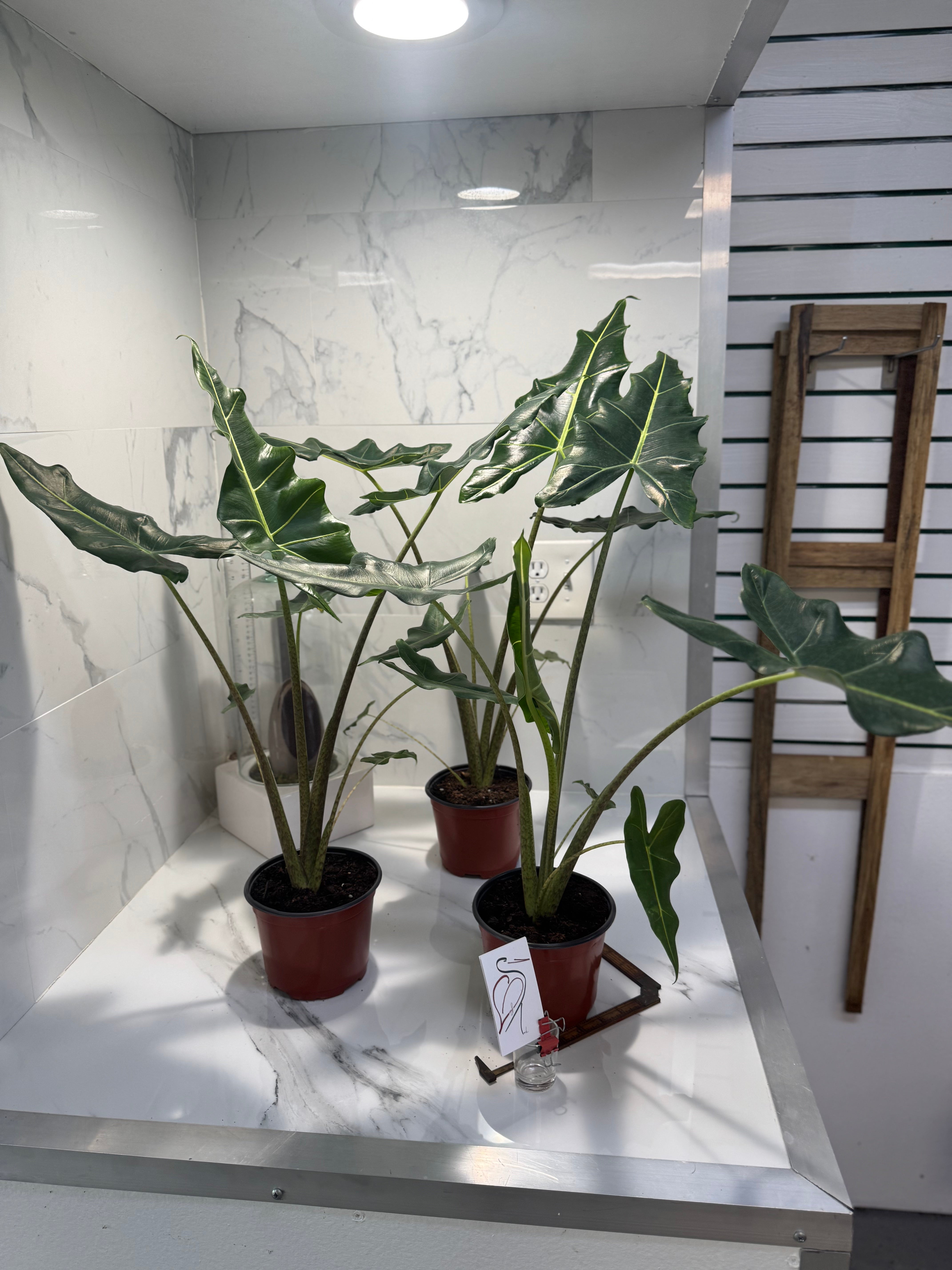 Alocasia Sarian