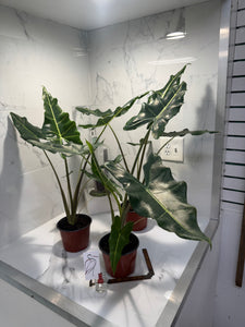Alocasia Sarian