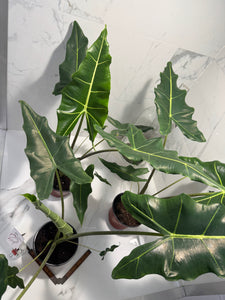 Alocasia Sarian