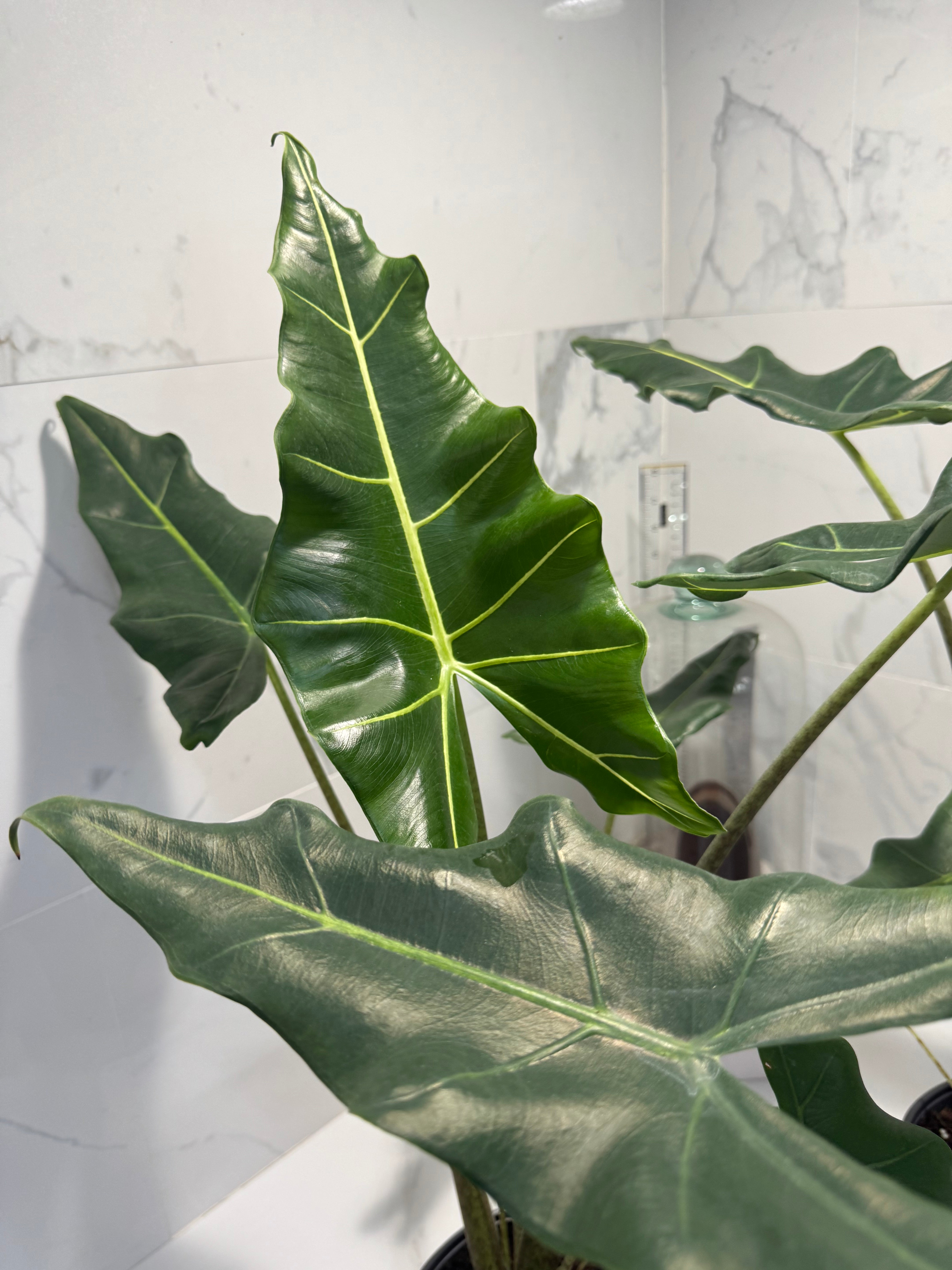 Alocasia Sarian