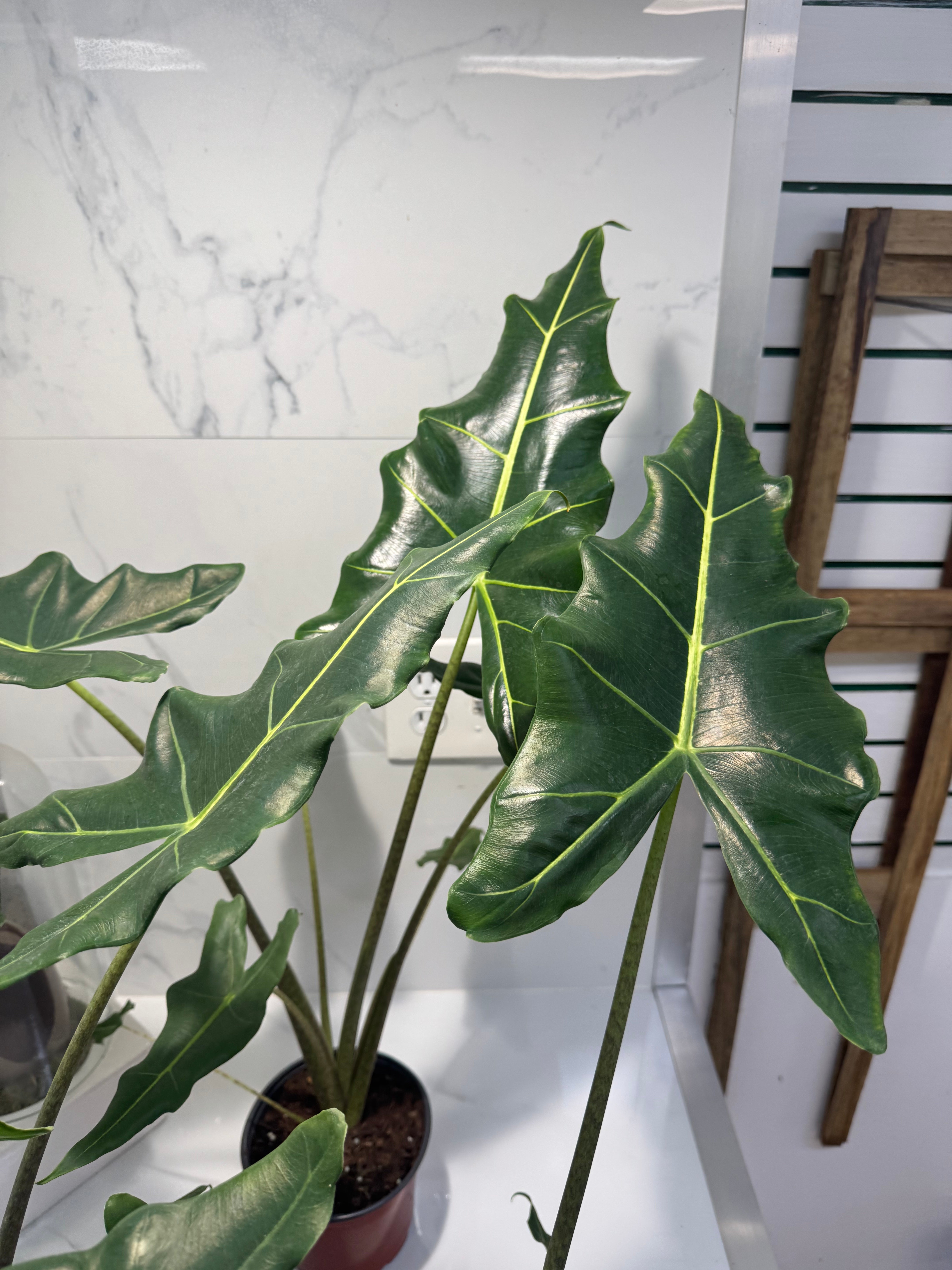 Alocasia Sarian
