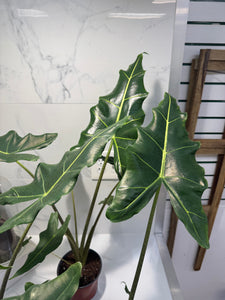 Alocasia Sarian