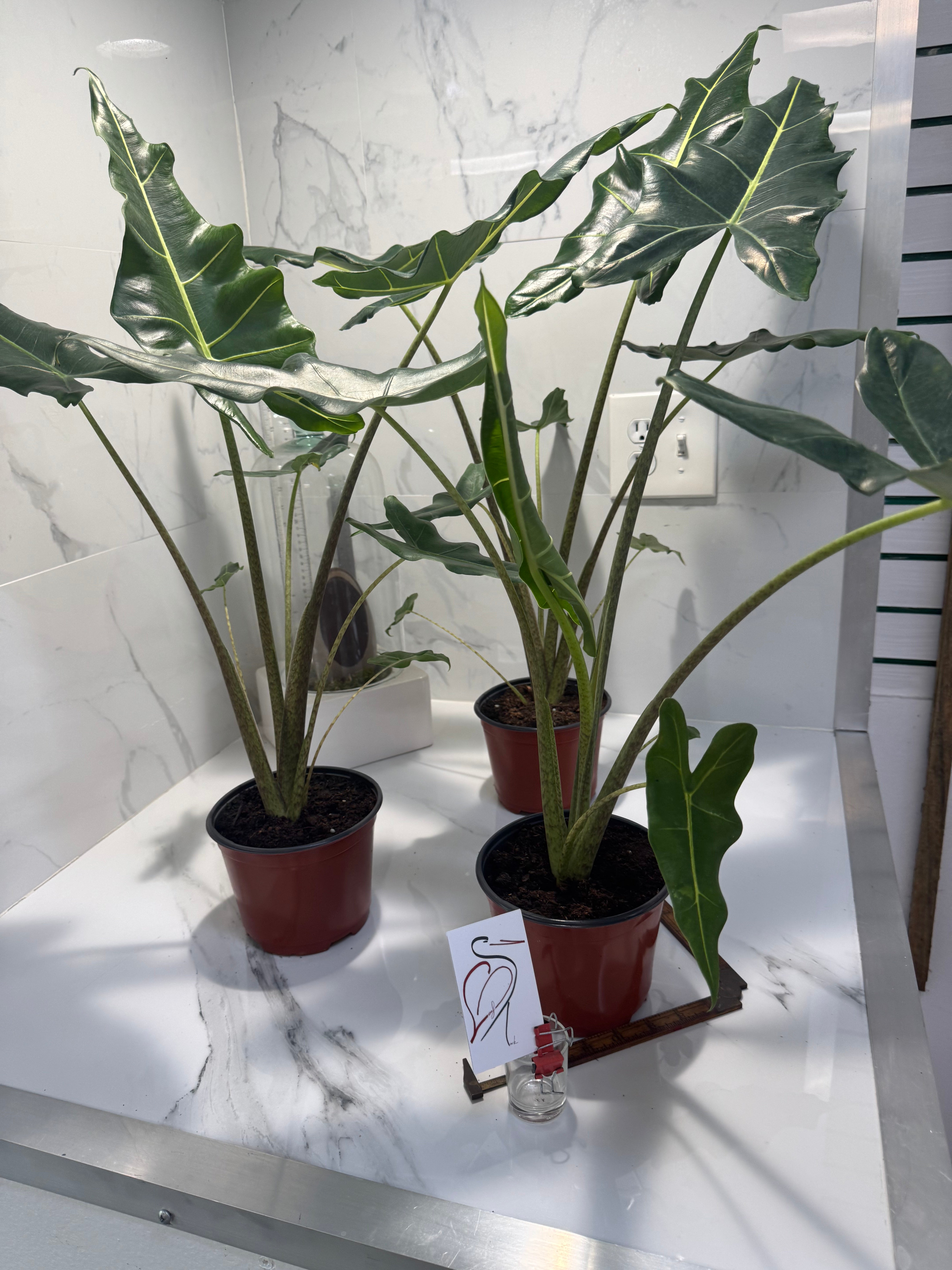 Alocasia Sarian