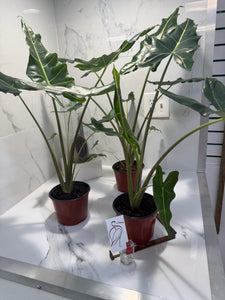 Alocasia Sarian