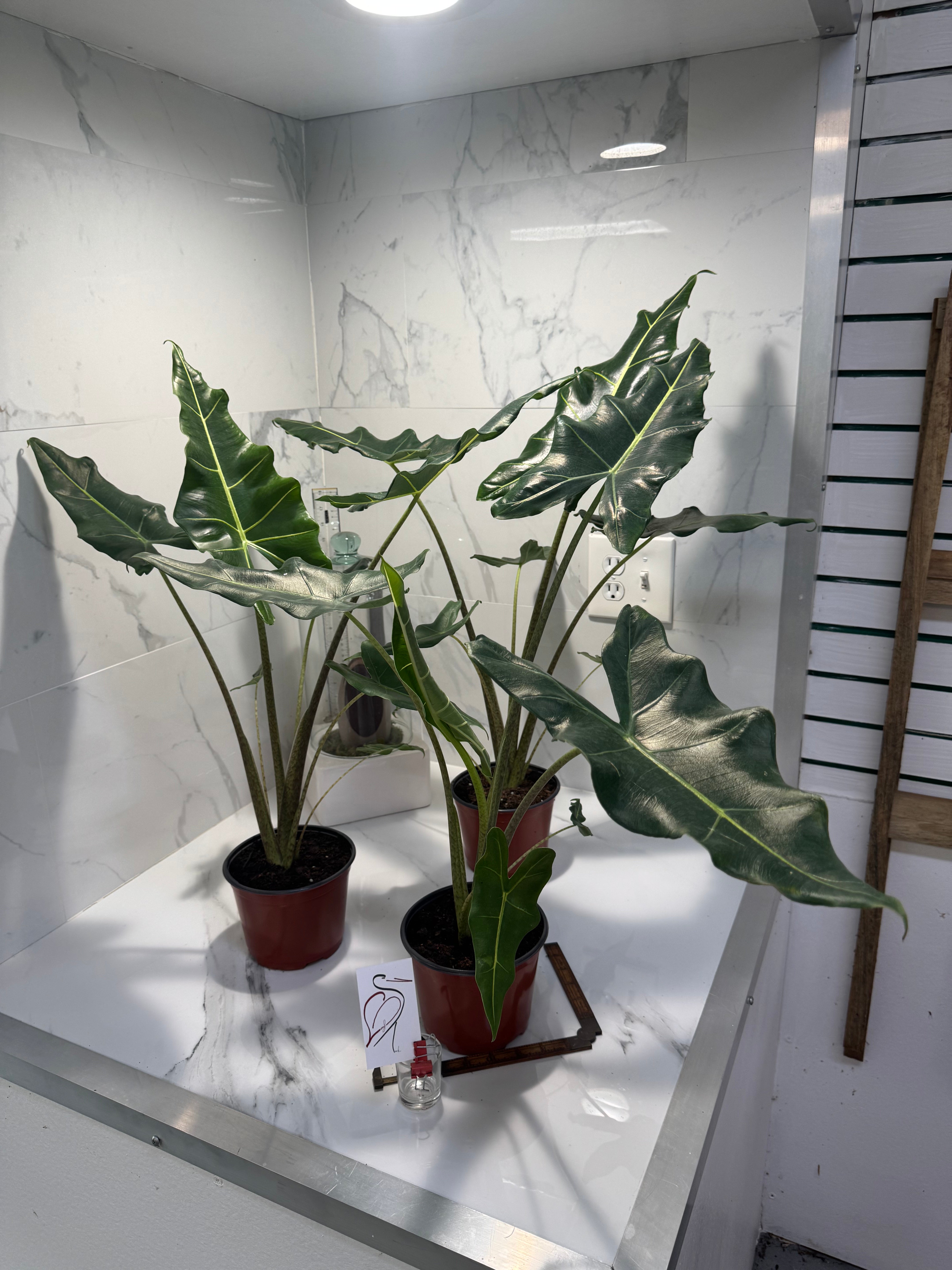Alocasia Sarian