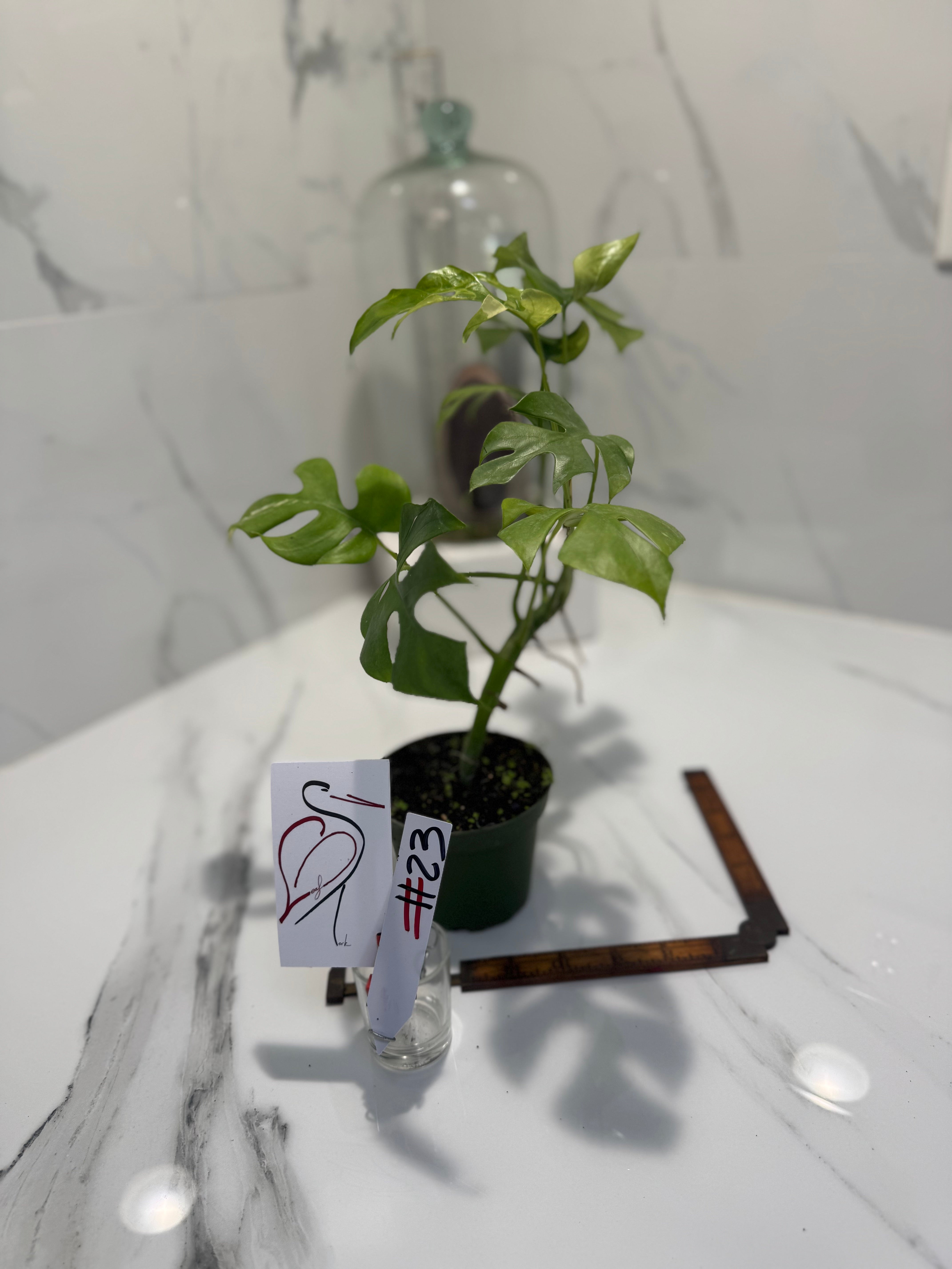 Rhaphidophora Tetrasperma Variegated #23