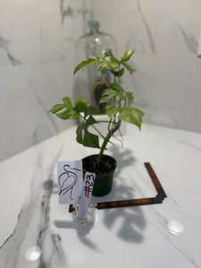Rhaphidophora Tetrasperma Variegated #23