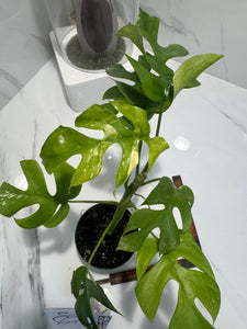 Rhaphidophora Tetrasperma Variegated #23