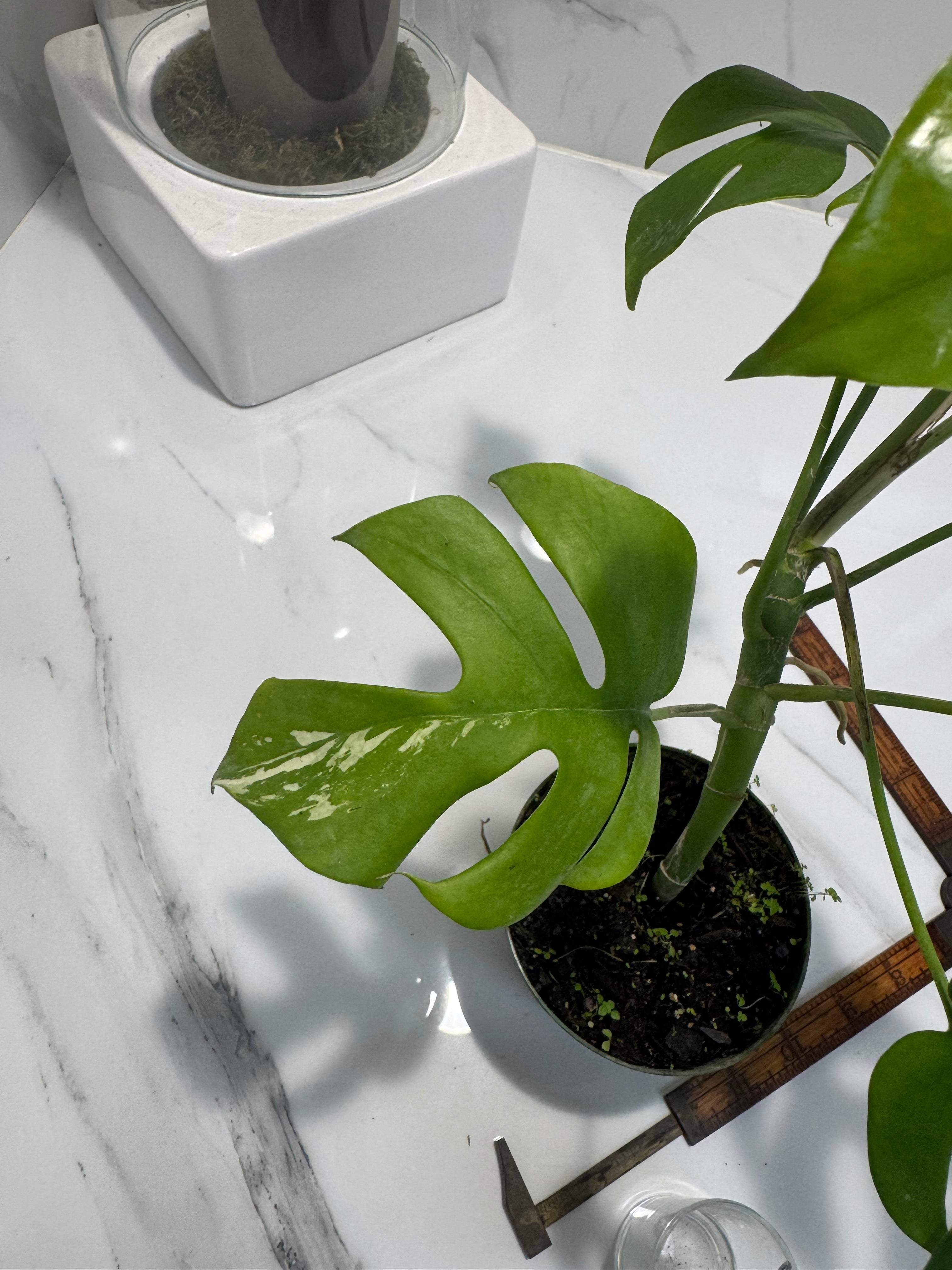 Rhaphidophora Tetrasperma Variegated #23