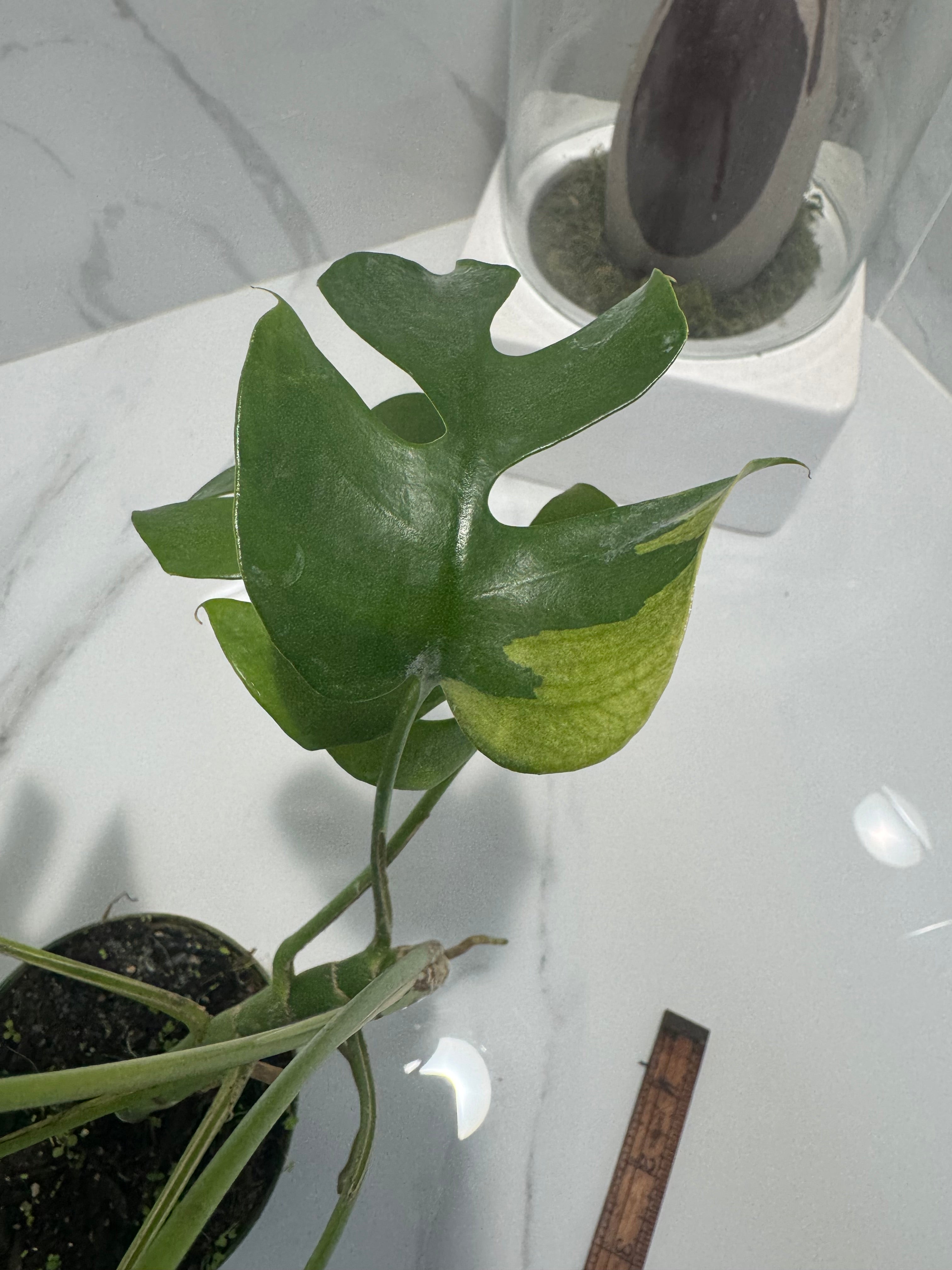 Rhaphidophora Tetrasperma Variegated #23