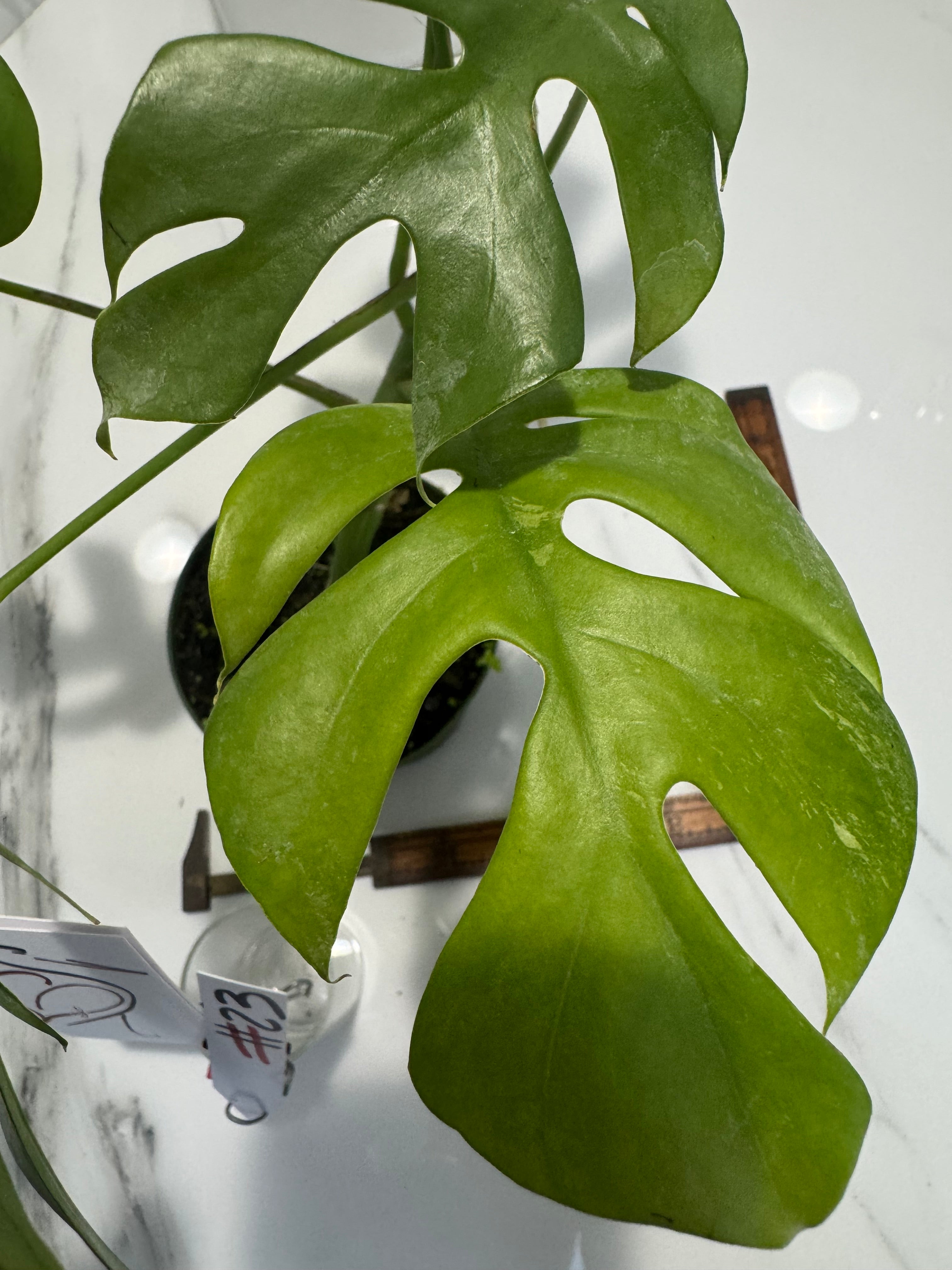 Rhaphidophora Tetrasperma Variegated #23