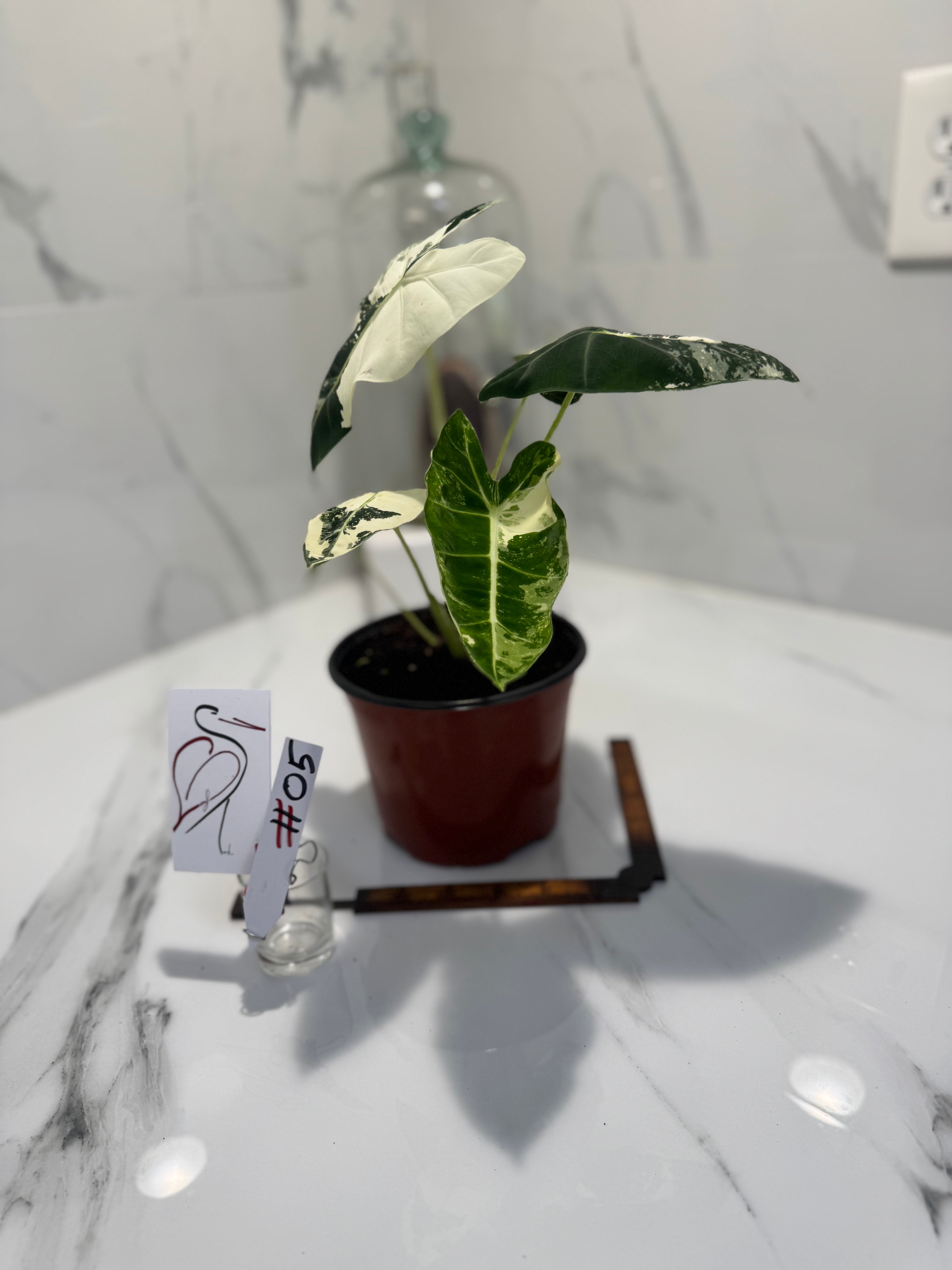 philodendron frydek Alocasia Frydek albo variegated #05 – Leaf Stork
