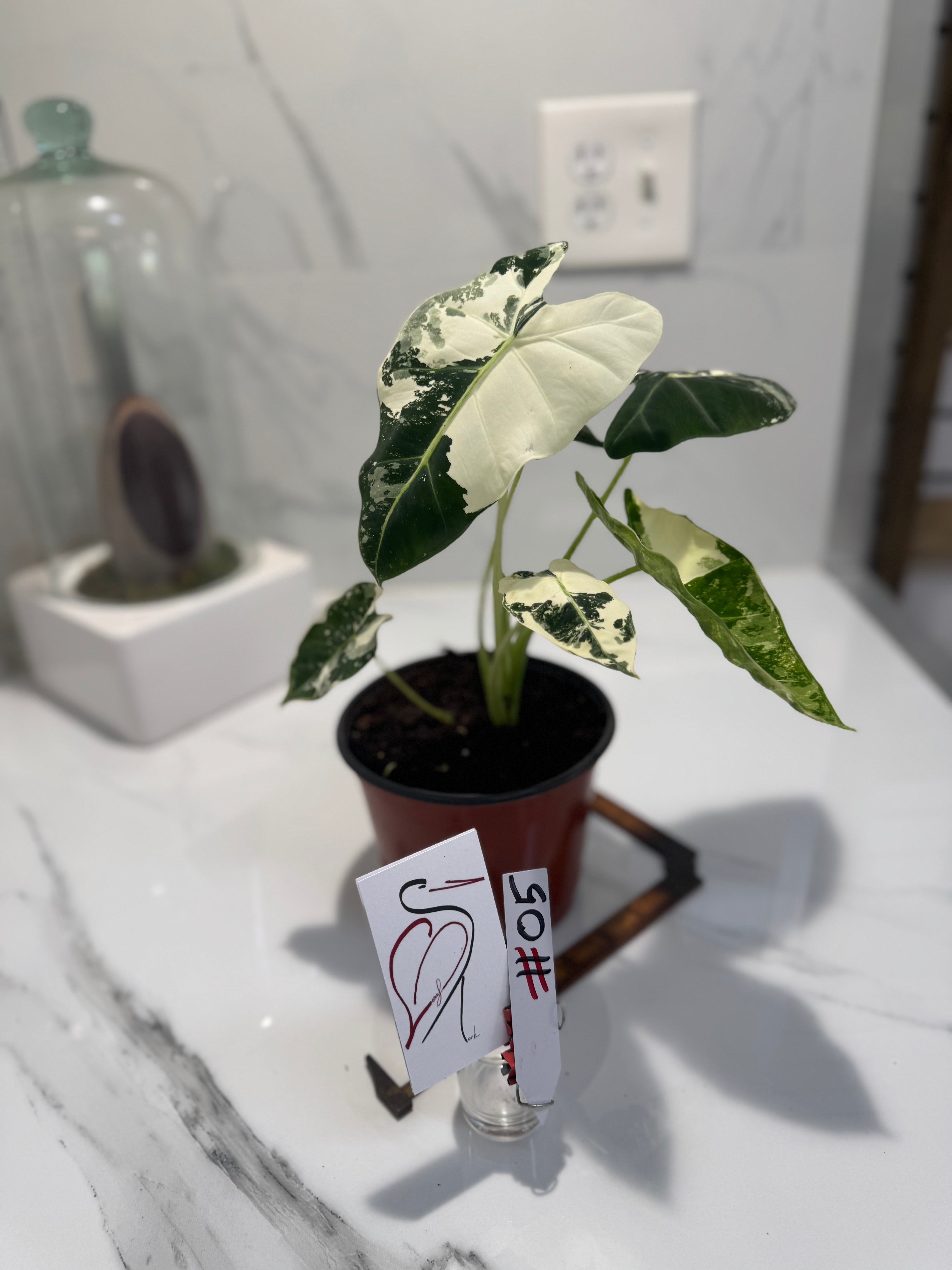 Alocasia Frydek albo variegated #05