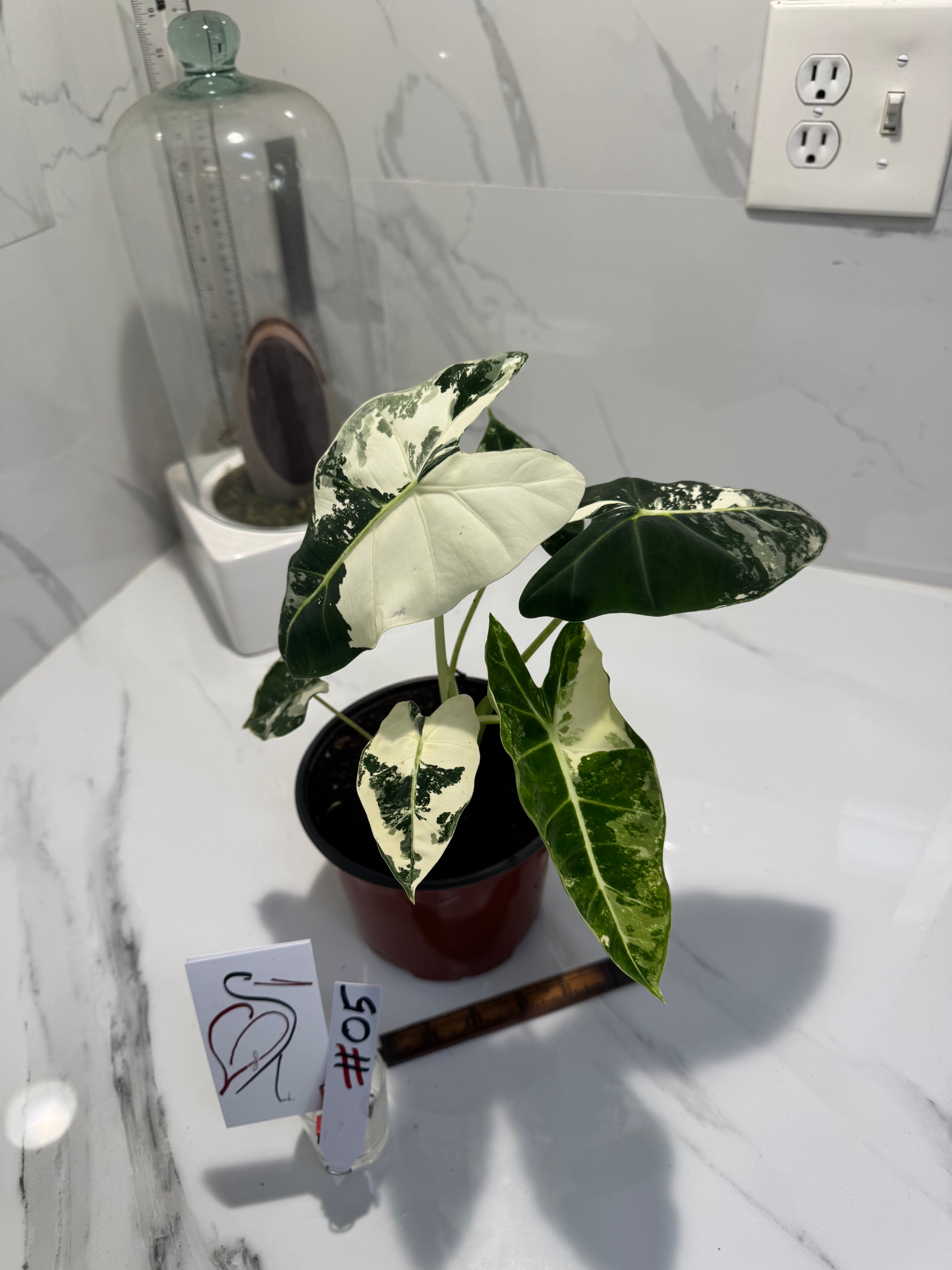 Alocasia Frydek albo variegated #05