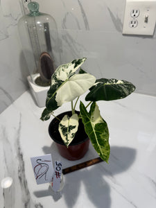Alocasia Frydek albo variegated #05