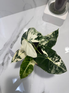 Alocasia Frydek albo variegated #05