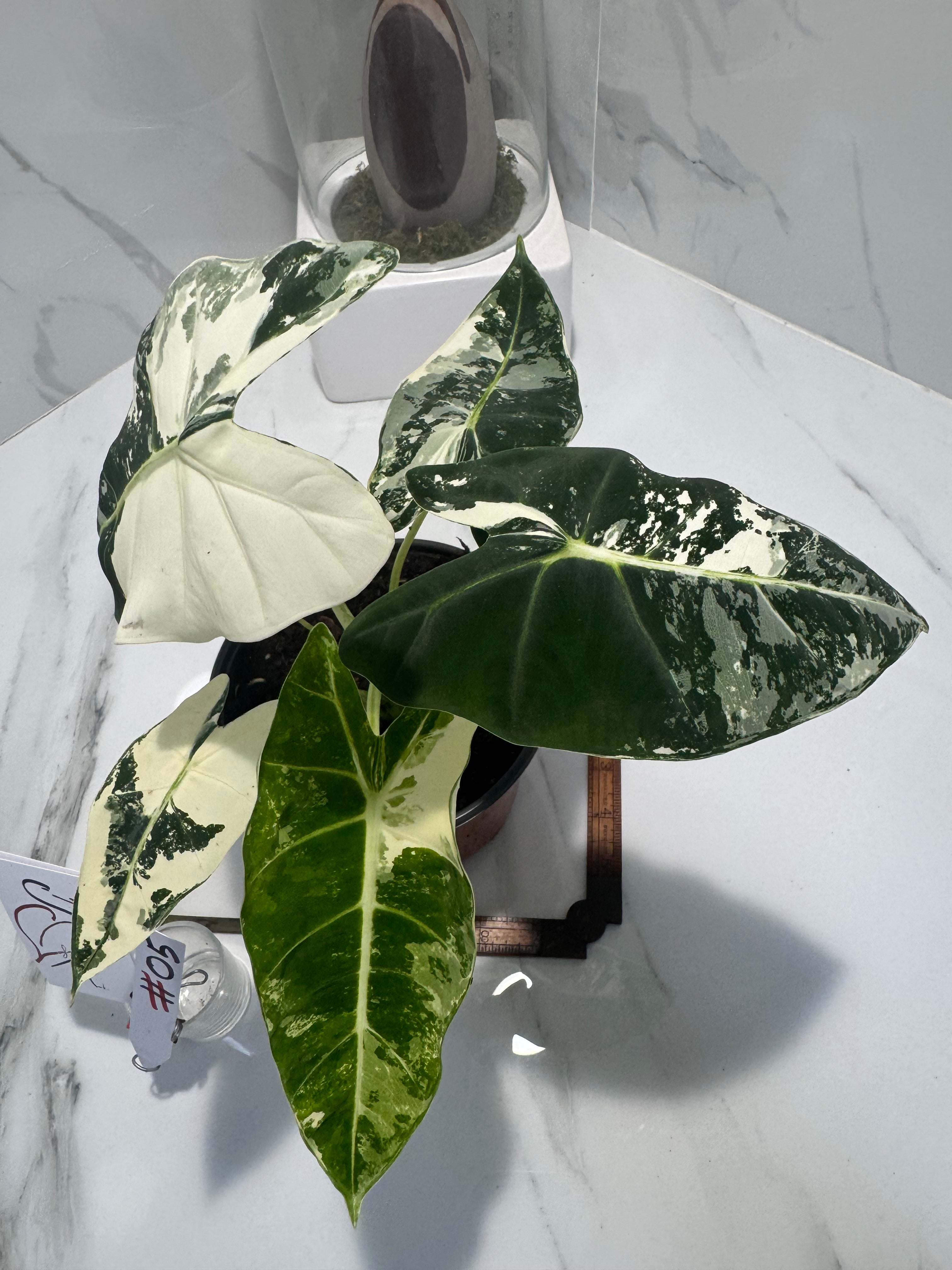 Alocasia Frydek albo variegated #05