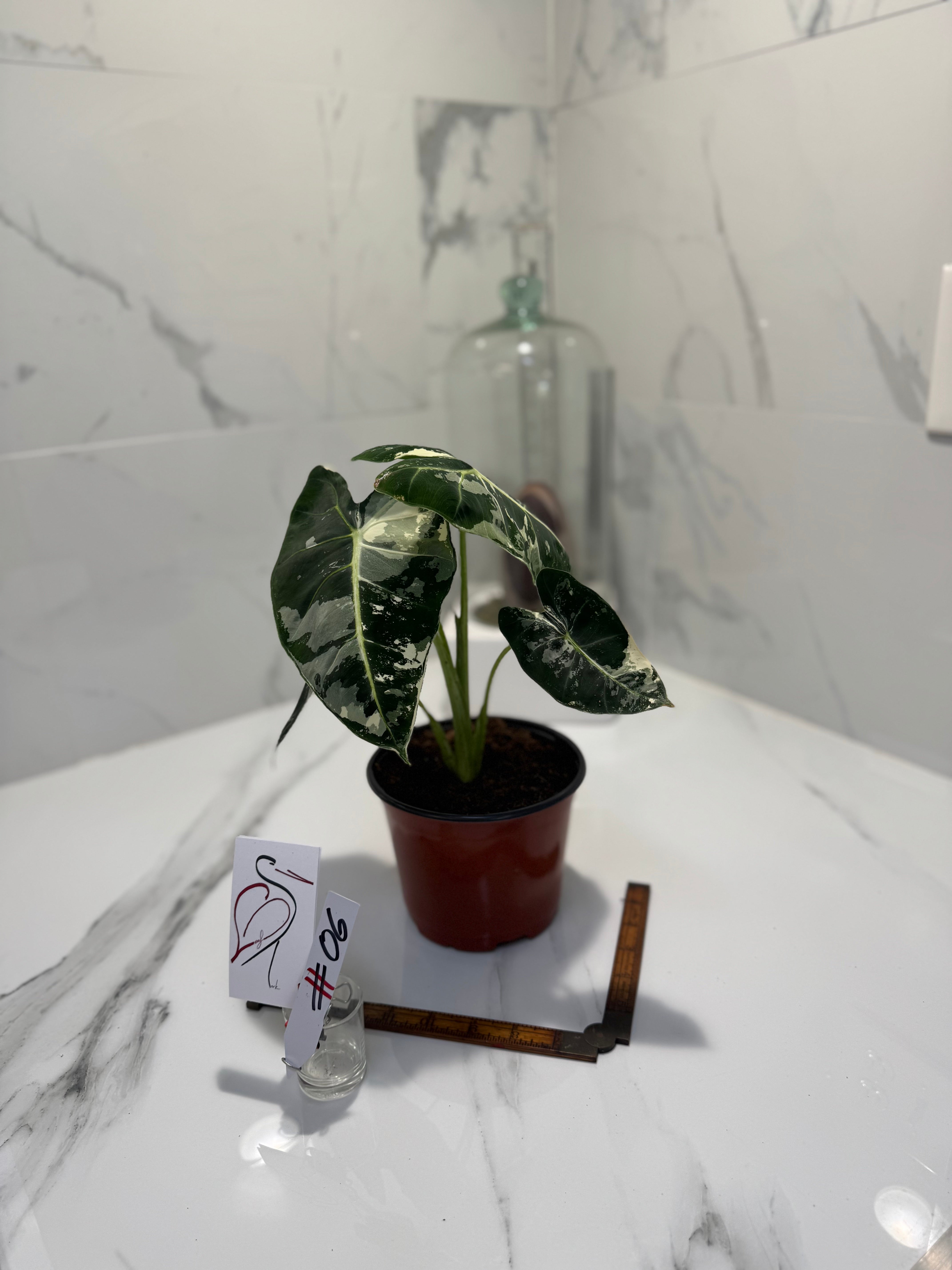 Alocasia Frydek Albo Variegated #06