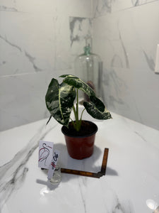 Alocasia Frydek Albo Variegated #06