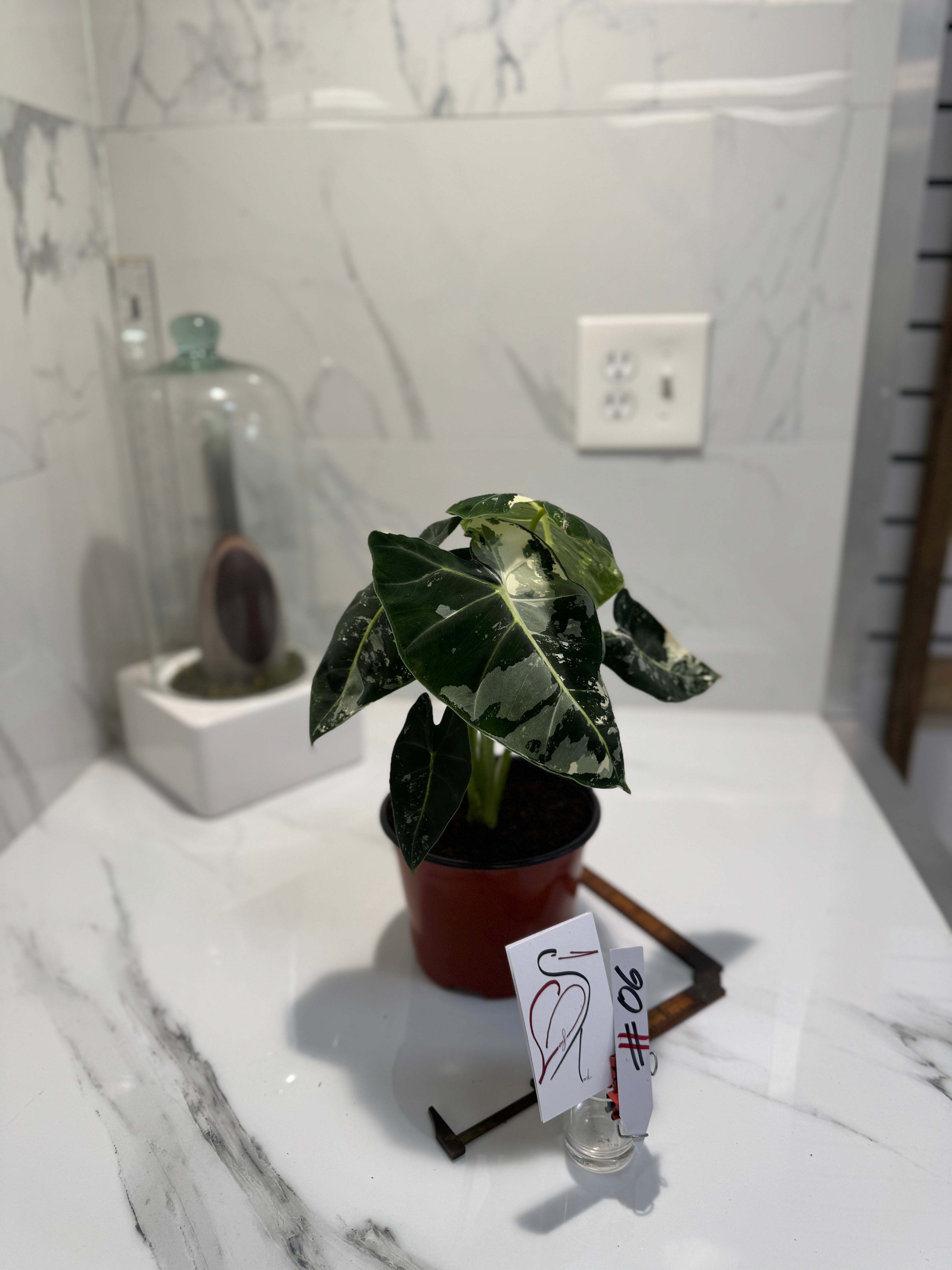 Alocasia Frydek Albo Variegated #06